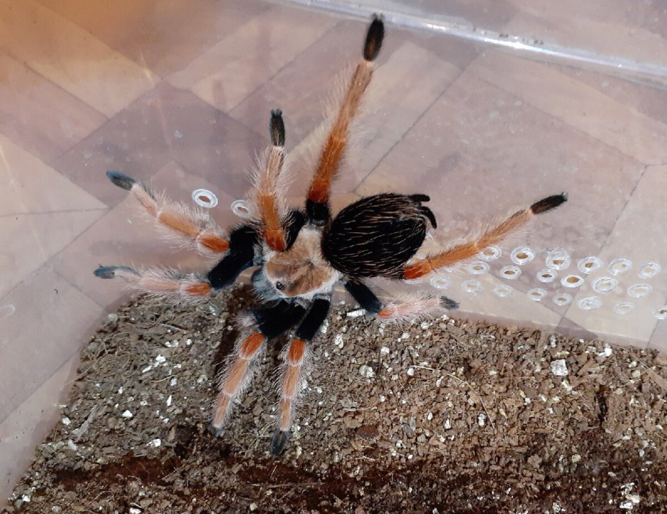 Anelosimus Eximius