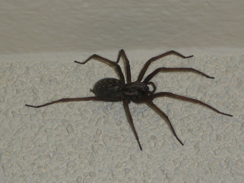 Домовой паук Tegenaria Agrestis