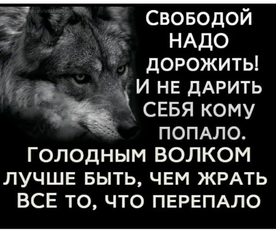 Умные фразы про Волков