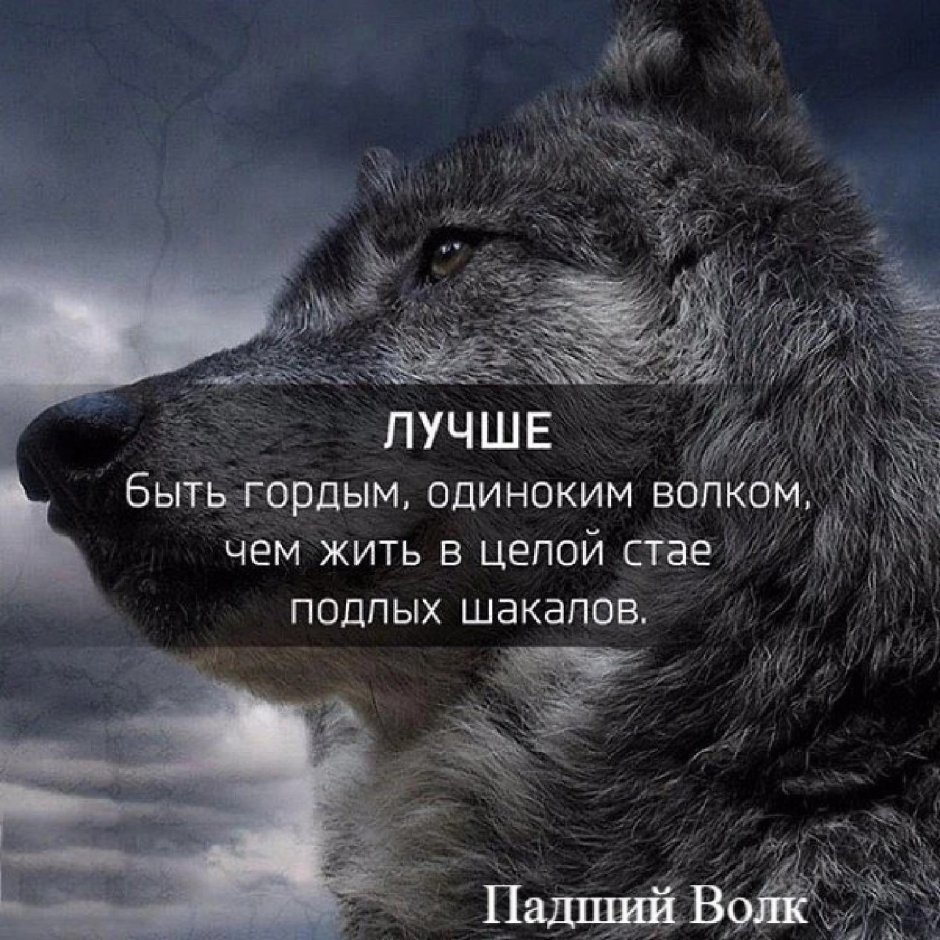 Одинокий волк цитаты