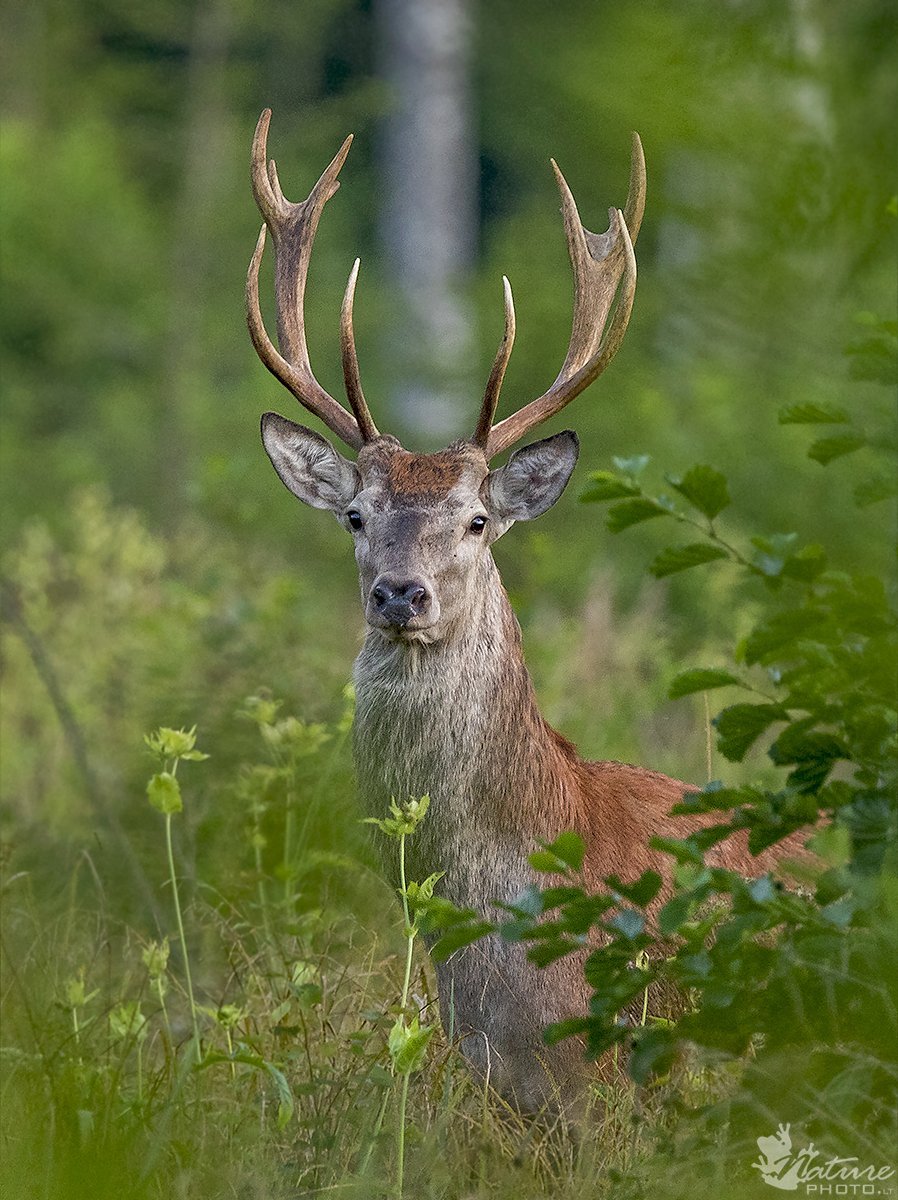 Олень и Лань