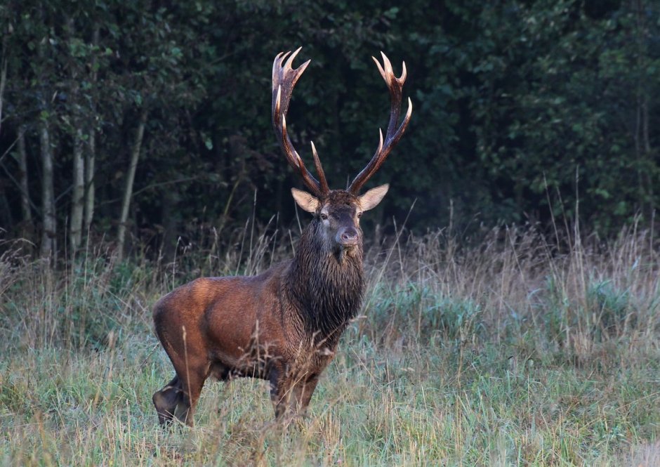 Олень изюбрь Дальневосточный