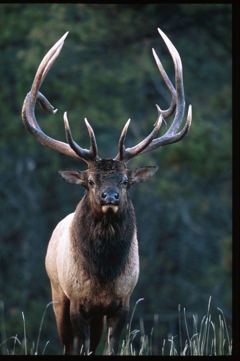 Благородный олень вапити