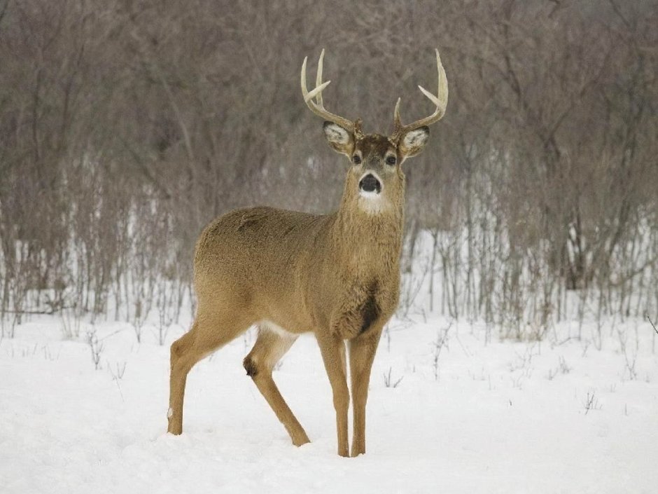 Олень в полный рост