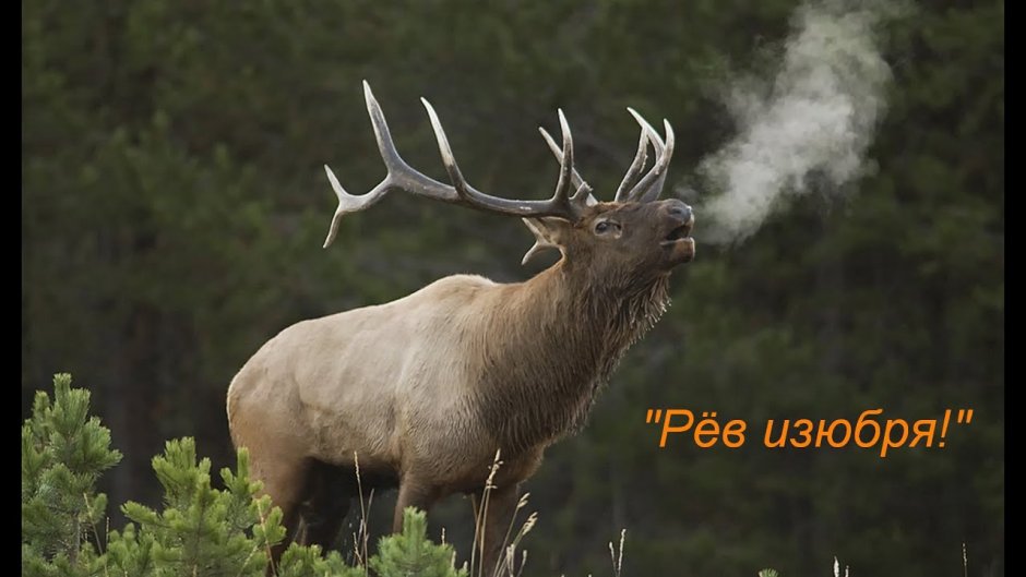 Изюбрь Дальневосточный самка