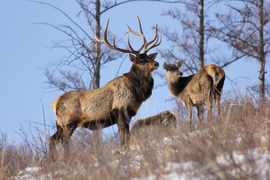 Изюбрь Дальневосточный