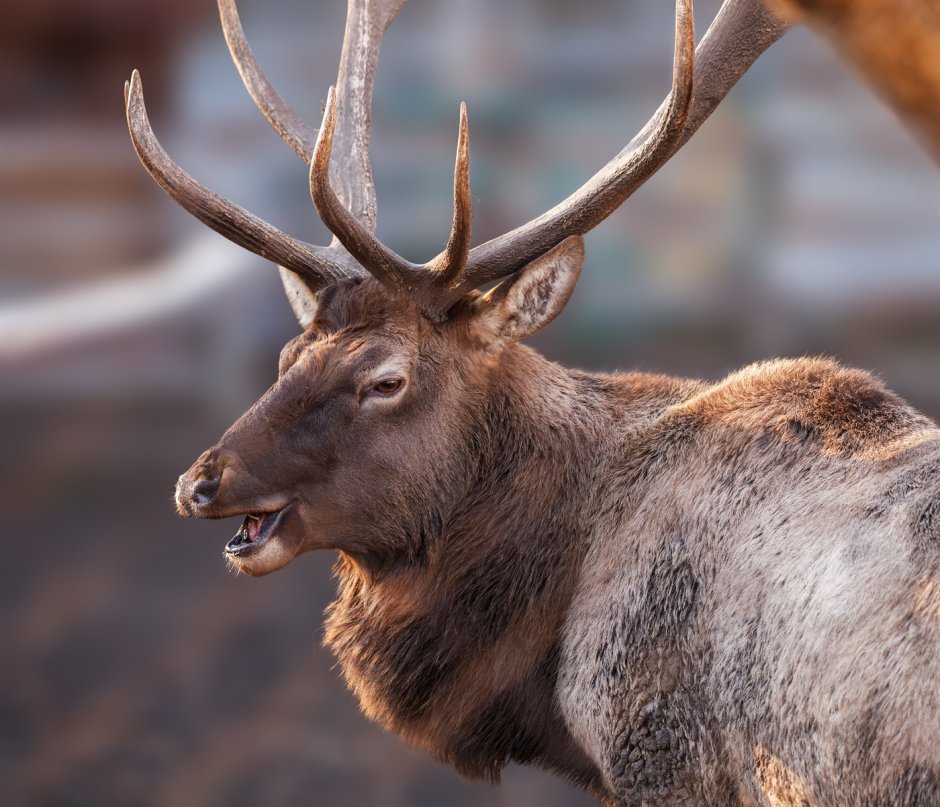 Благородный олень изюбрь