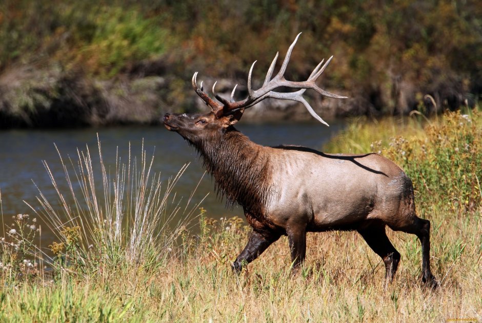 Олень изюбрь Дальневосточный
