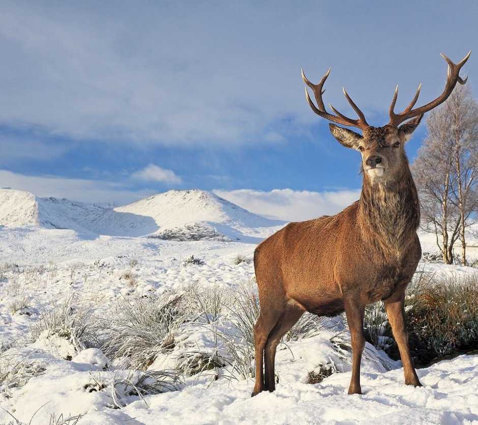 Марал изюбрь благородный олень отличия