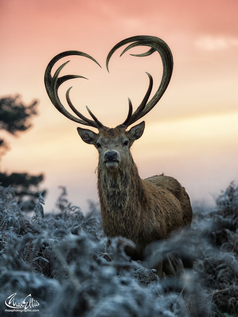 Олень Дэниел