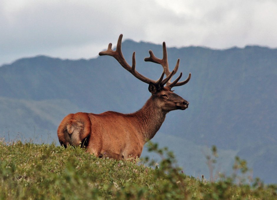Благородный олень (Cervus elaphus)