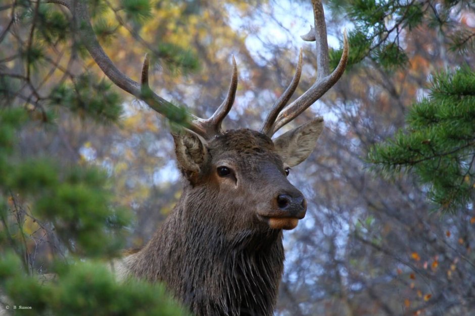 Амурский изюбрь