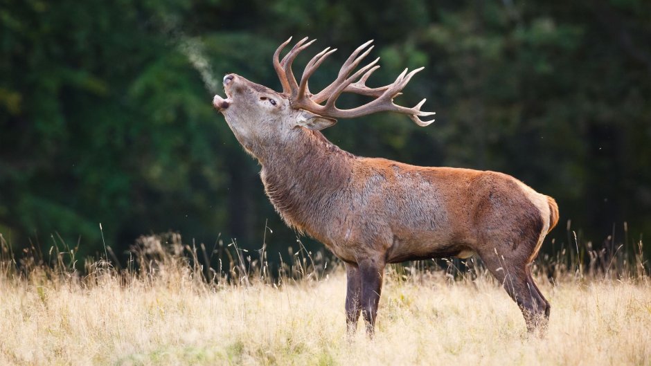 Изюбрь Дальневосточный рев