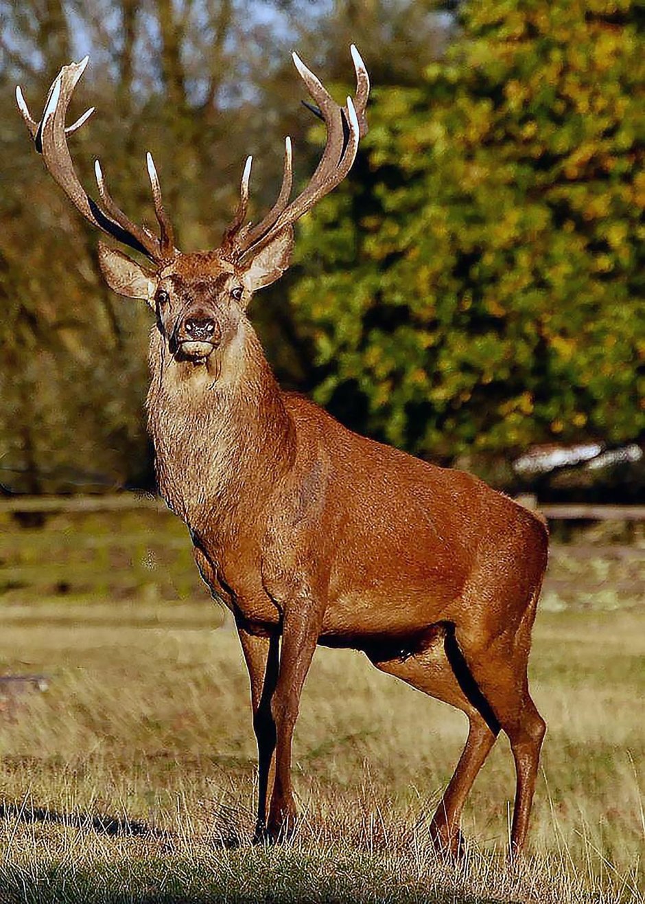 Благородный олень изюбрь ареал