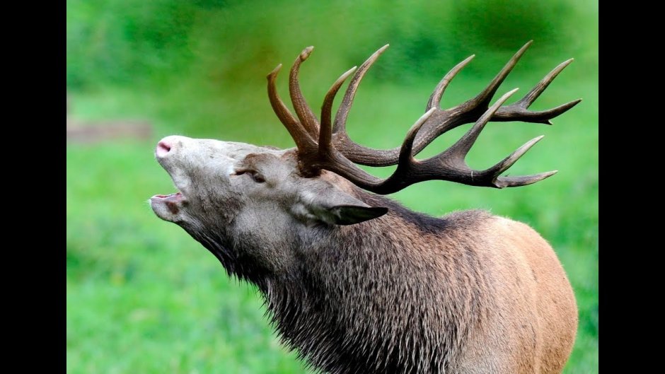 Марал и изюбрь