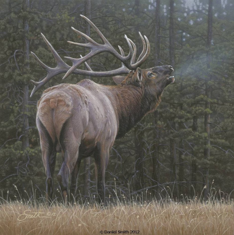 Изюбрь Дальневосточный самка