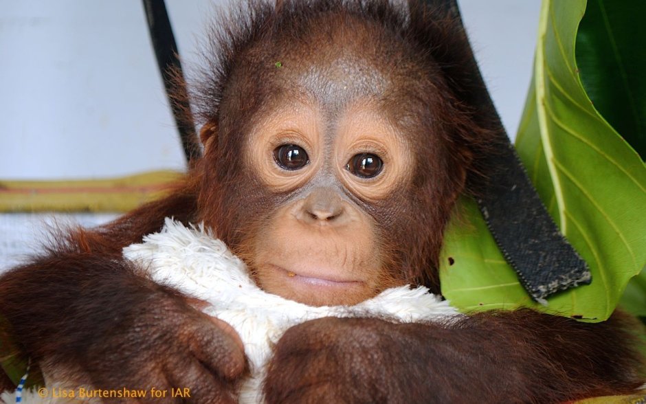 Orangutan adopt me
