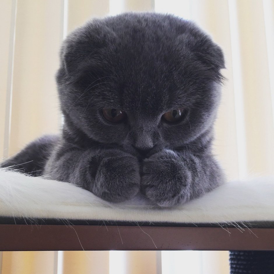 Грустный вислоухий кот
