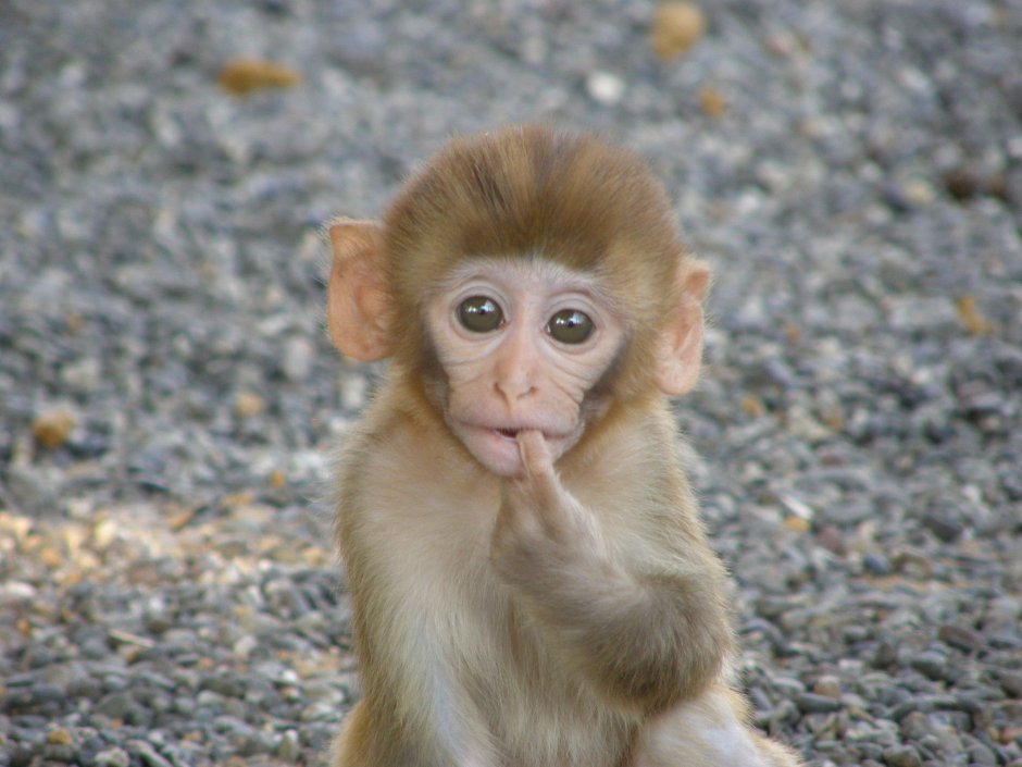 Macacus Rhesus