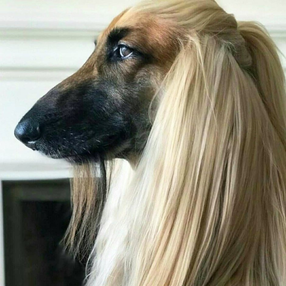 Собачья семейка