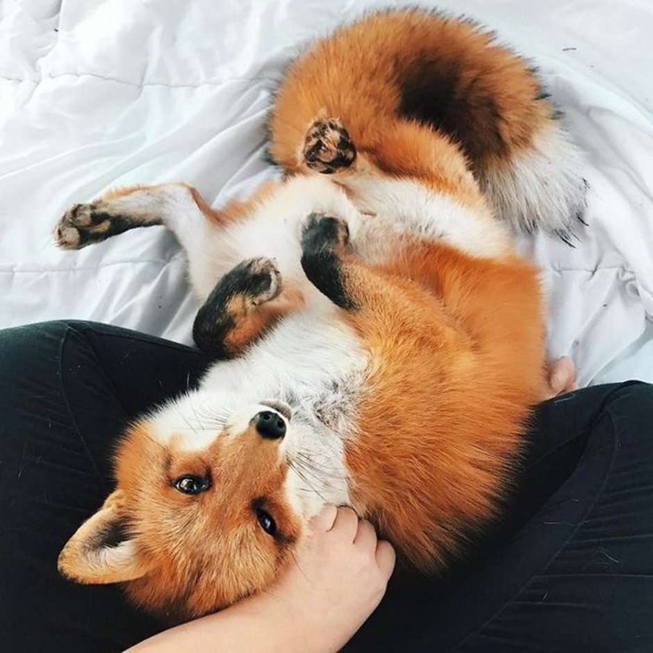 Рыжий кот Эстетика