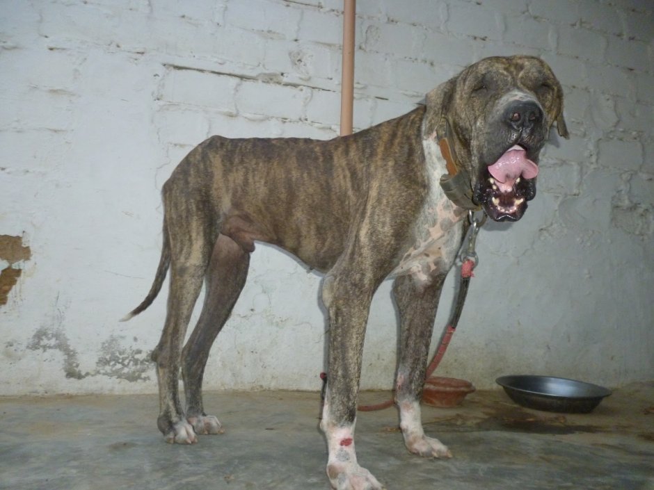 South indian Mastiff
