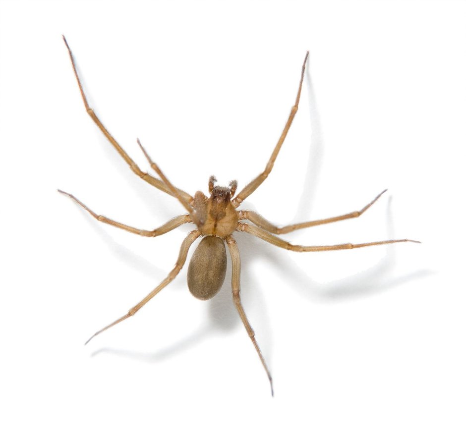 Brown Recluse паук