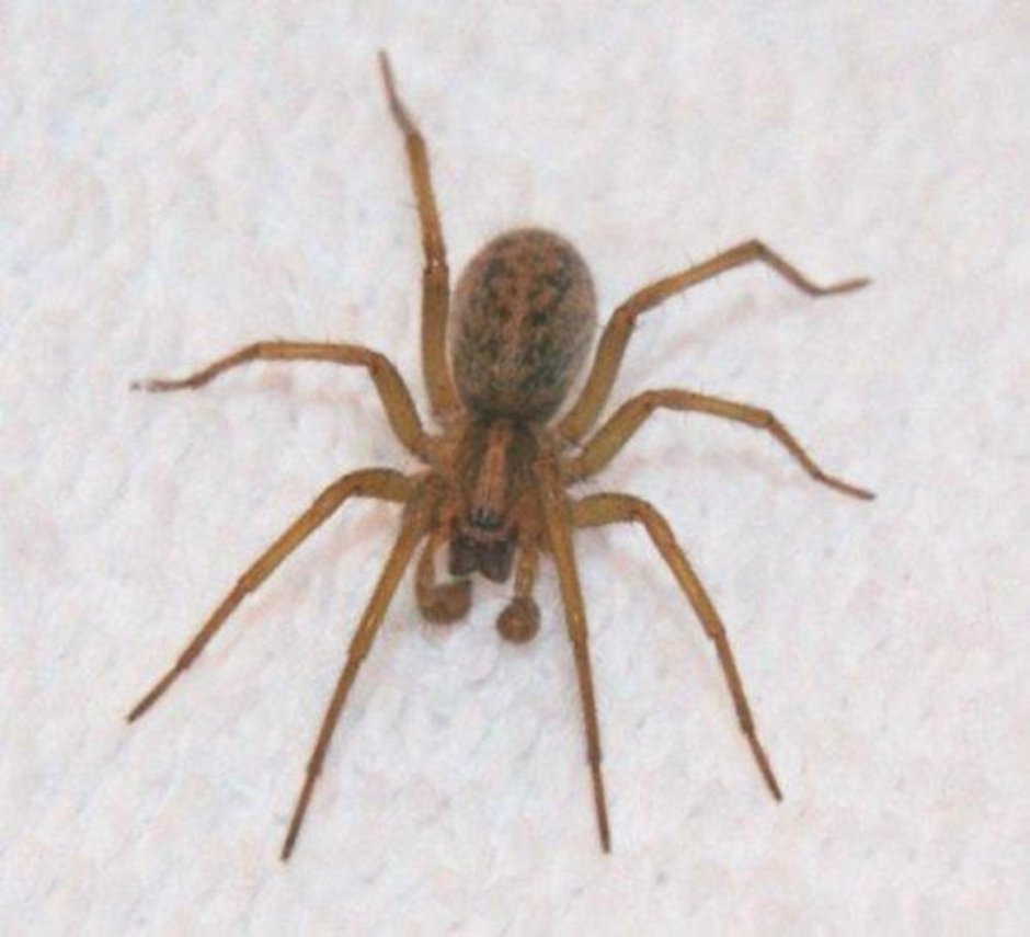Паук Loxosceles reclusa