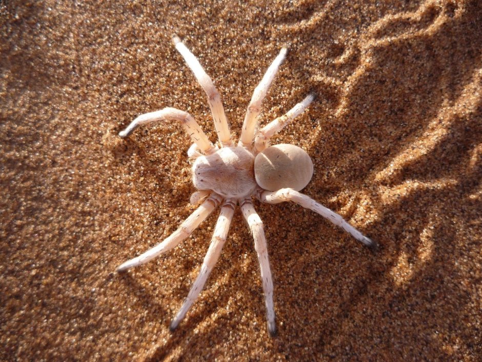Sinopoda Scurion