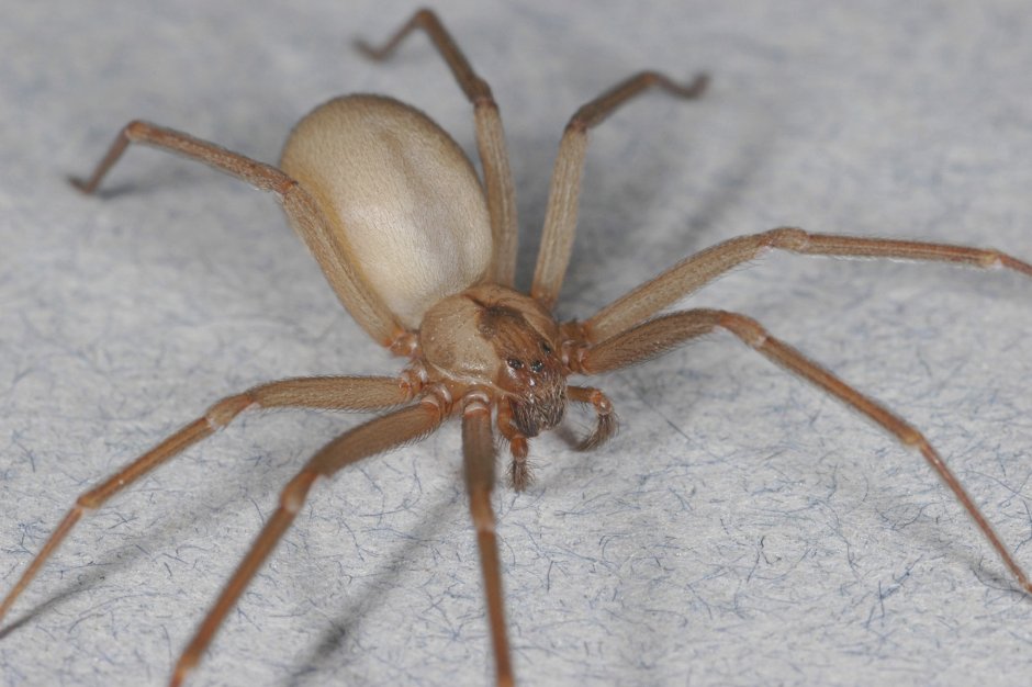 Loxosceles reclusa – паук отшельник