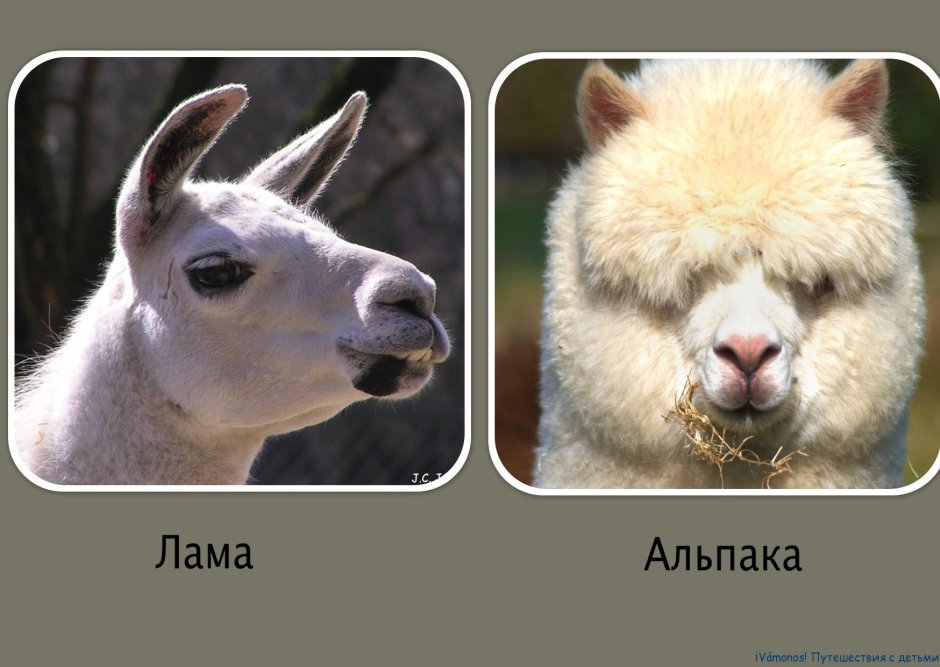 Лама в поле