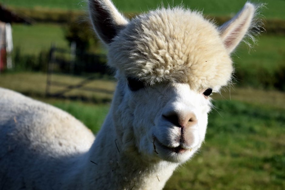 Лама Lama Glama