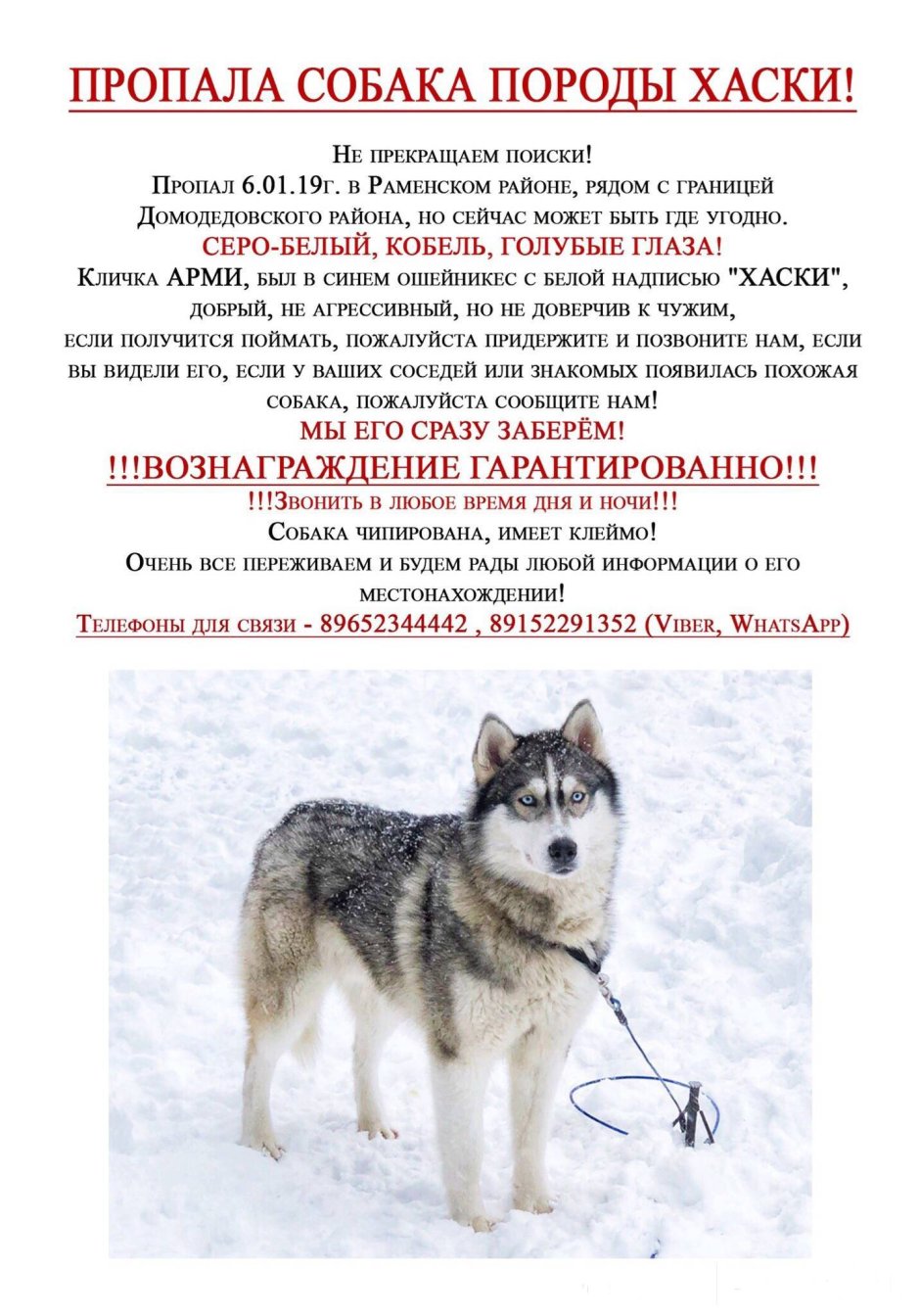 Толлер новый год