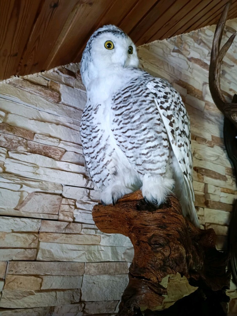 Чучело полярной Совы цена