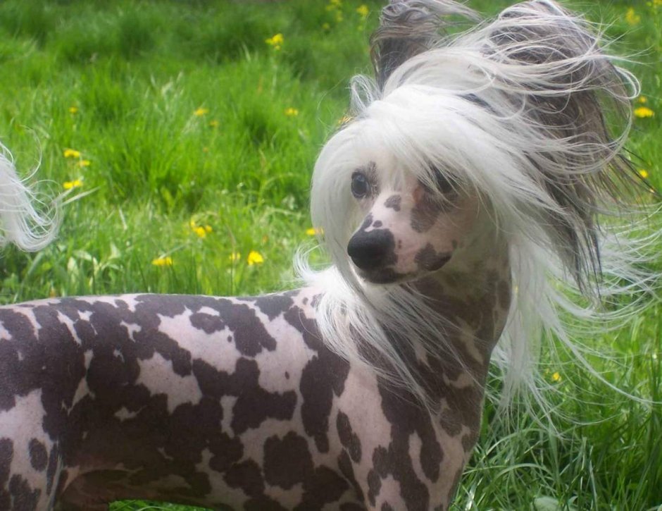 Китайская хохлатая собака (Chinese Crested)