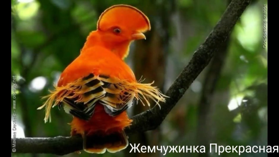 Гвианский петушок