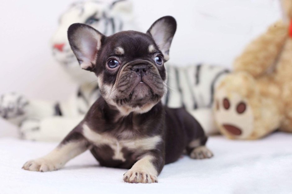 French Bulldog World War 1