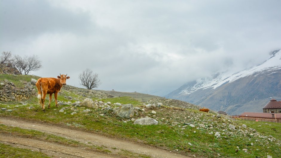 Алинский заповедник Северная Осетия