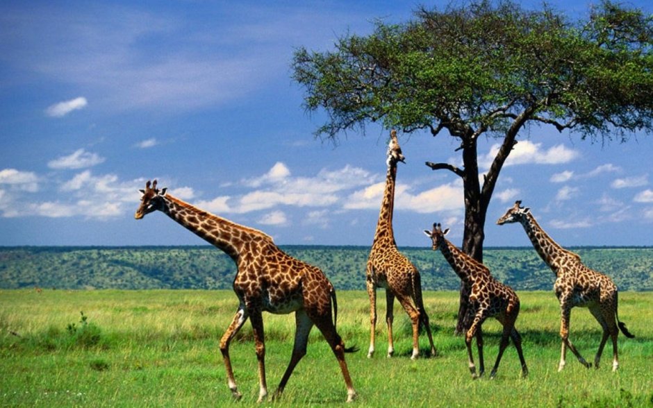 Giraffa Giraffa животные