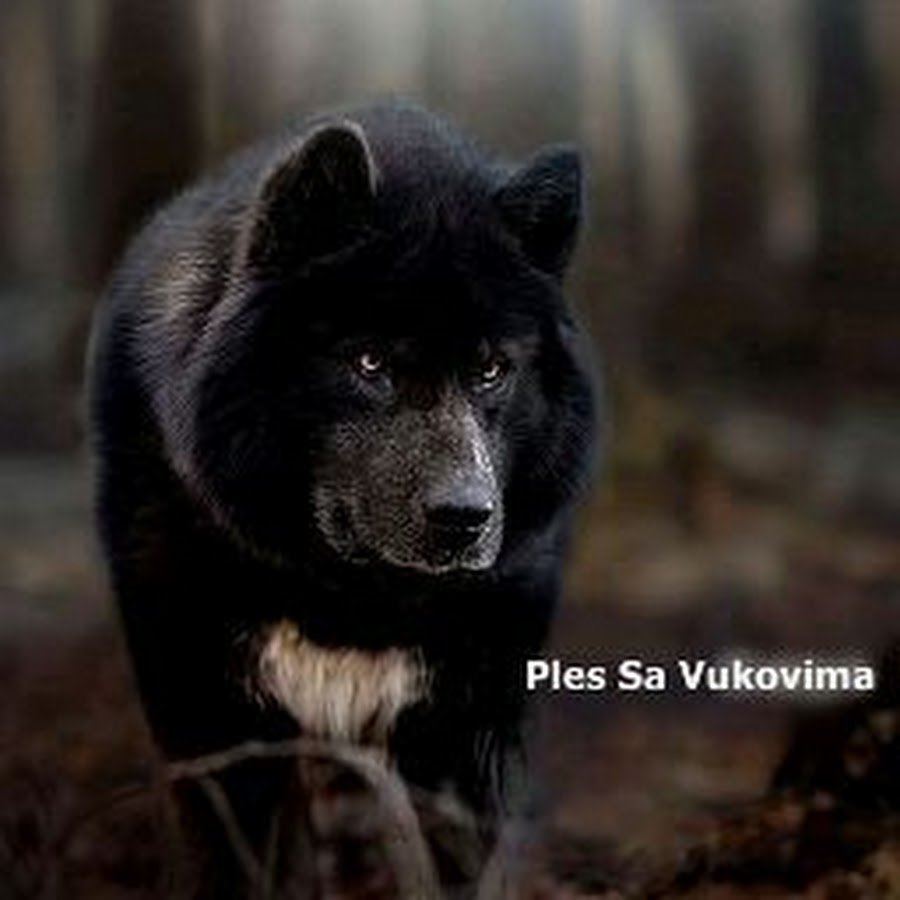 Канадский волк