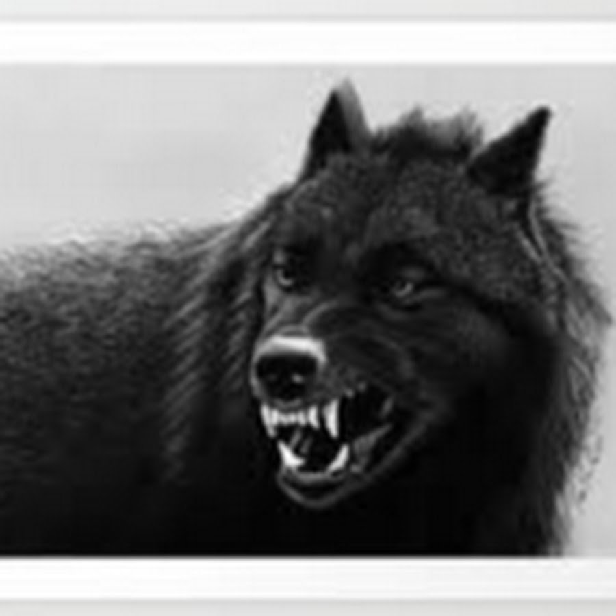 Фото злого волка оскал черно-белом цвете на белом фоне