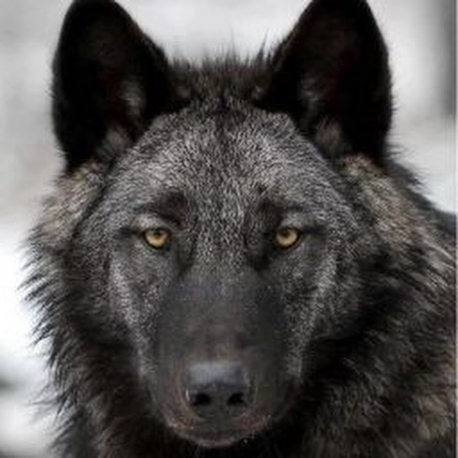 Калифорнийский черный волк