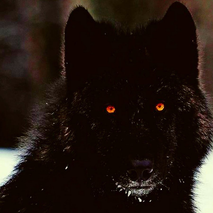 Черный тибетский волк