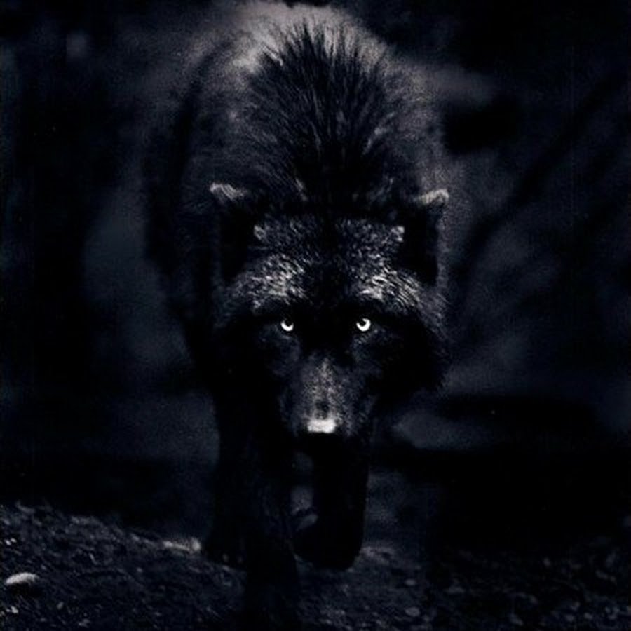 Блэк Вульф волк