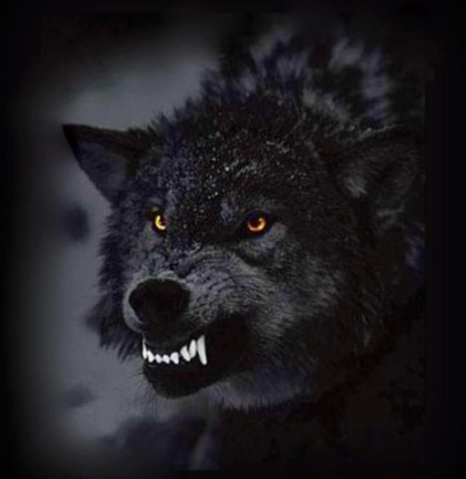 Волк черный злой