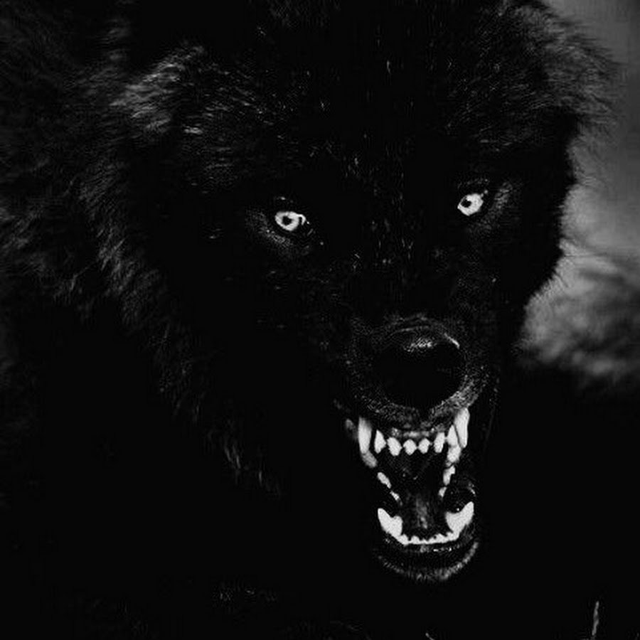 Чёрный волк оскал