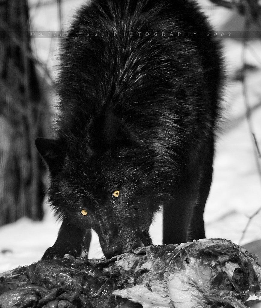 Флоридский чёрный волк вымерший