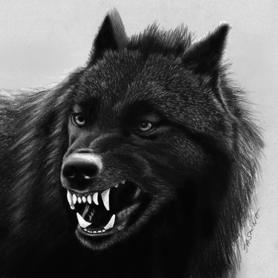 Чёрный волк рычит