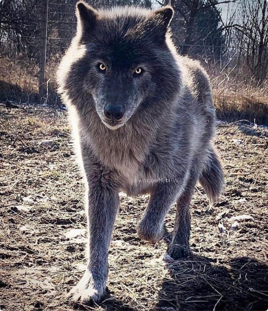 Черный канадский волк Акелла