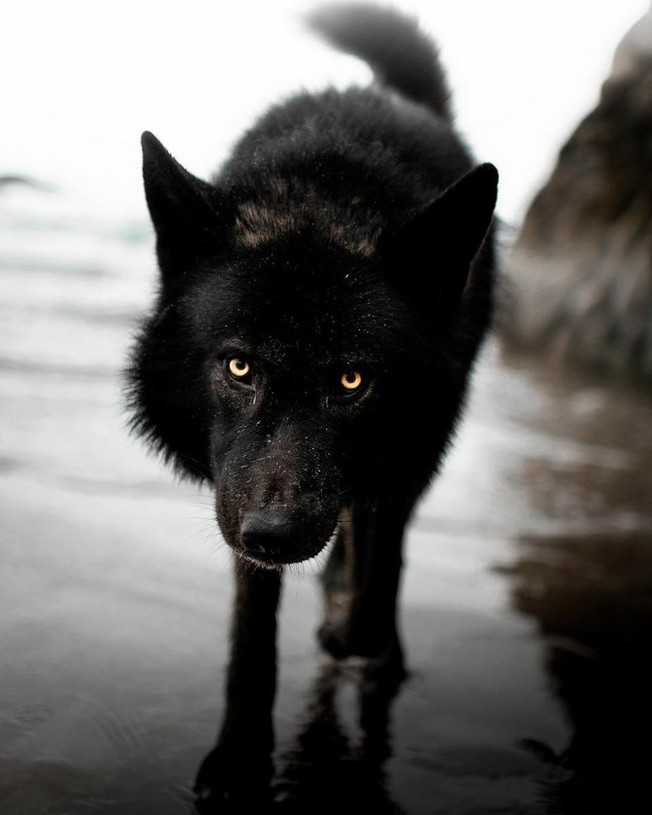 Волкособ черный